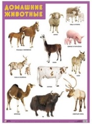 Плакат "Домашние животные"
