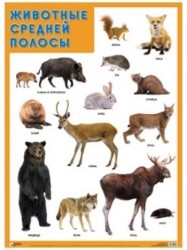 Плакат "Животные средней полосы"
